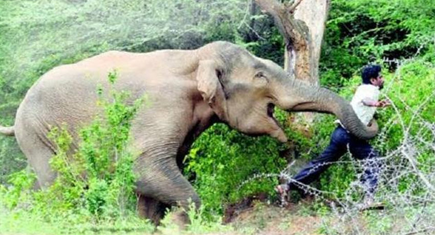 इलामको चुलाचुलीमा हात्तीको आक्रमणबाट एक वृद्धको मृत्यु