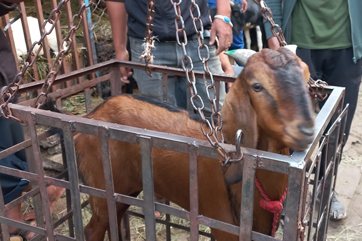 खसीको भनेर बाख्राको मासु बेचेपछि...