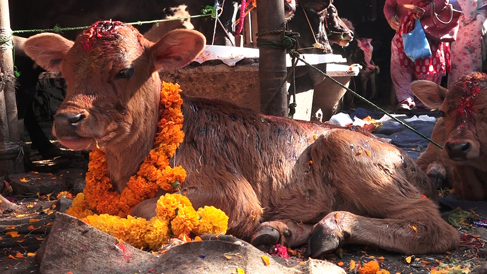 आज गोरु, गोवर्द्धन, हली, गाई र म्हः पूजाको विशेष दिन