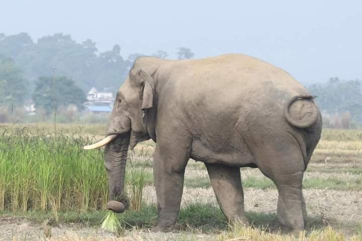 चाराली क्षेत्रमा जंगली हात्तीक़ो आतंक 