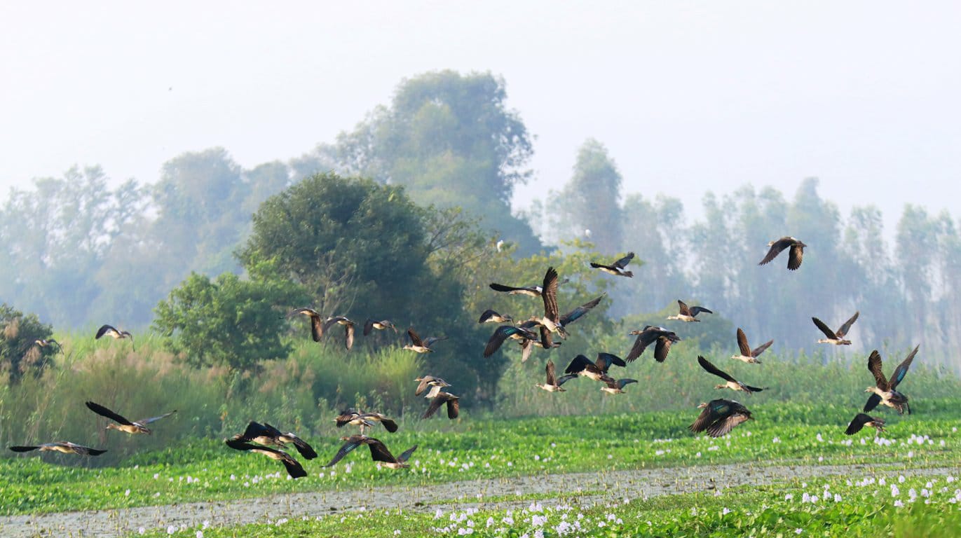 जाडो काट्न चितवनमा  पंक्षीहरु आउने क्रम बढ़दो    