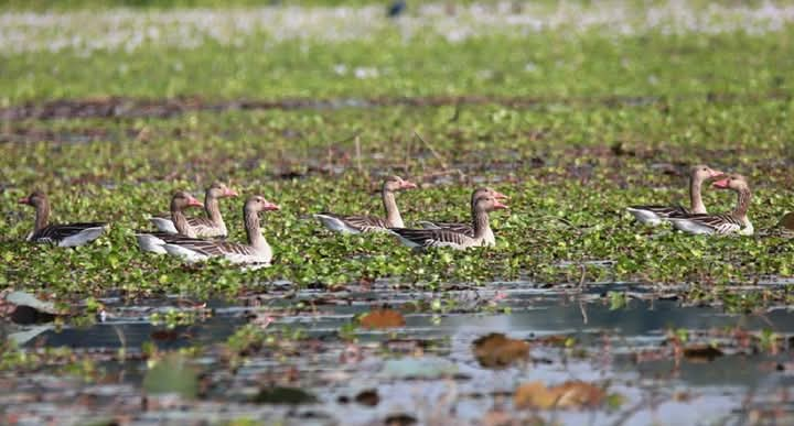 उत्तरी धुव्रबाट बेलौरी आइपुगेका कलहाँसका बथान हेर्न लायक 