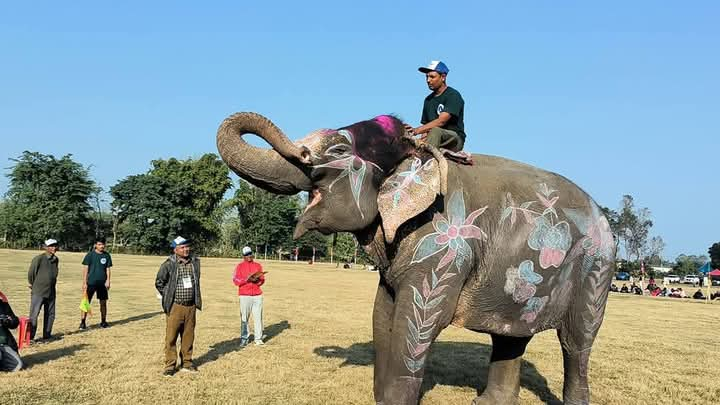 हात्ती सुन्दरी प्रतियोगिताको उपाधि बिजुलीकलीलाई