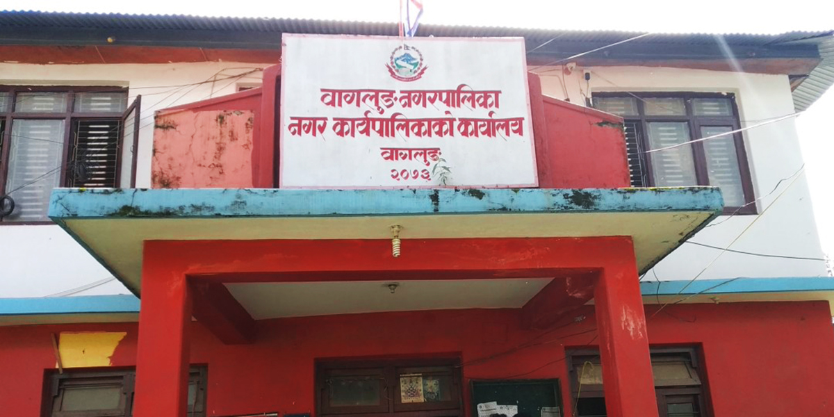 सुन्तलाको बजारीकरणमा सघाउँदै नगरपालिका