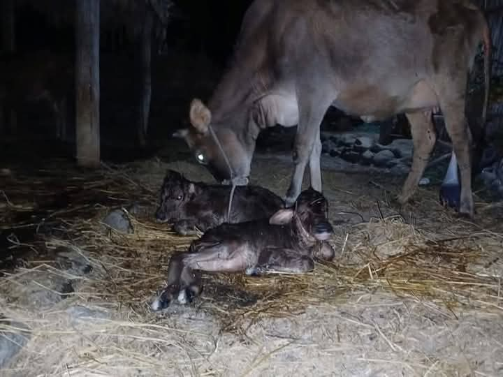 पहिलो बेते बाच्छीले जुम्ल्याह बाच्छा ब्यायो 