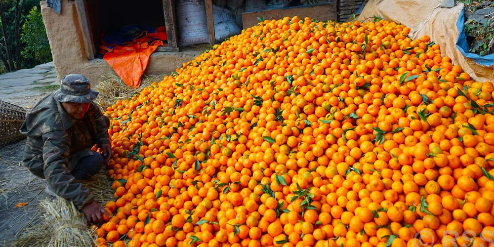 सुन्तला बेचेर २० लाख आम्दानी 