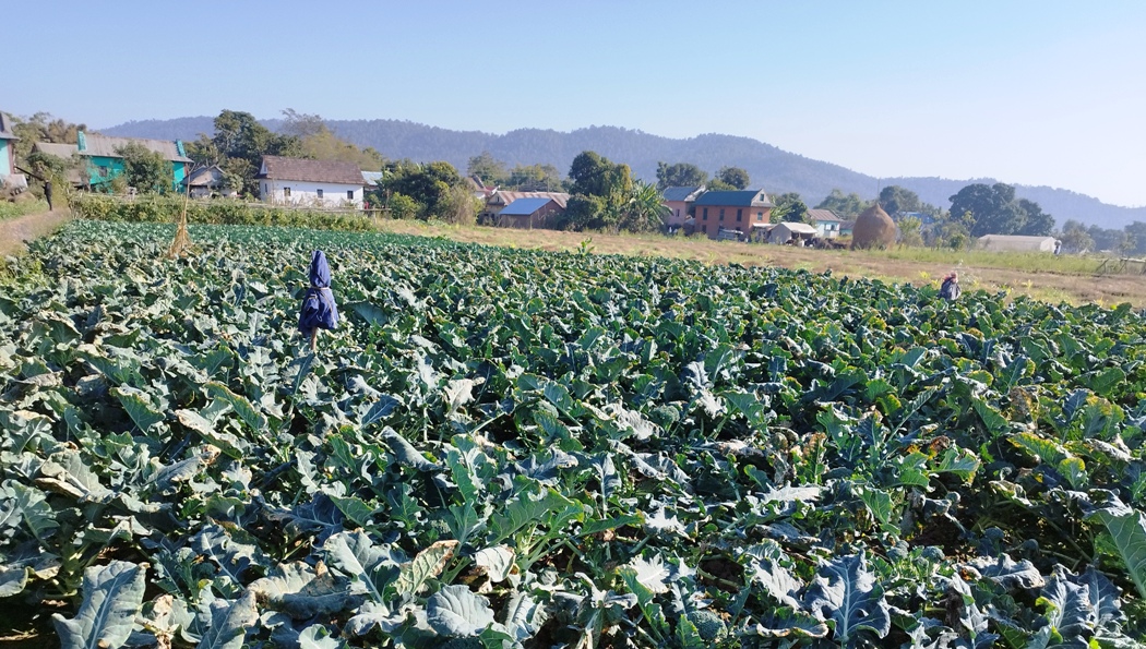 आधुनिक कृषिमा रमाउँदैै सुर्खेतका युवा