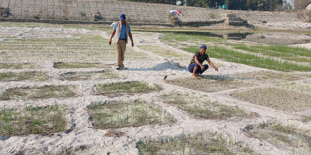 बगरमा प्याज खेती गर्दै किसान