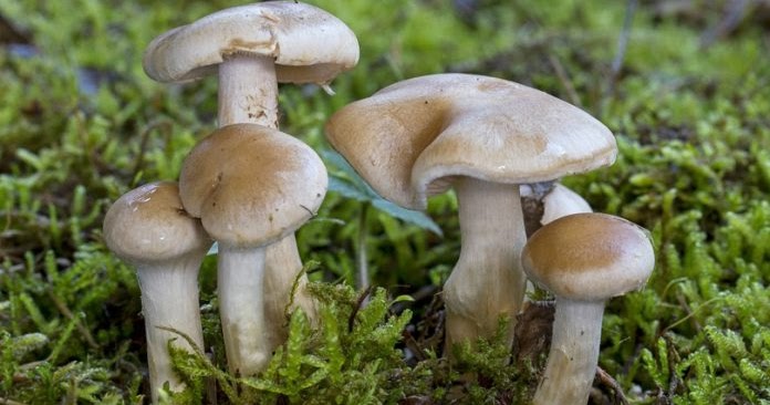 बारीमा उम्रेको च्याउ खाँदा आठ जना विरामी