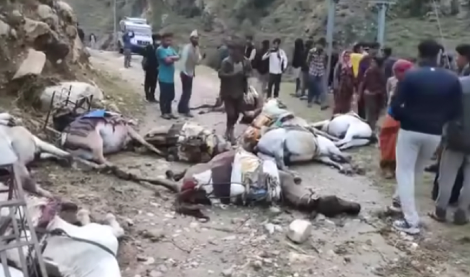 मुगुमा करेन्ट लागेर १० ओटा खच्चरको मृत्यु, स्थानीयमा आक्रोश