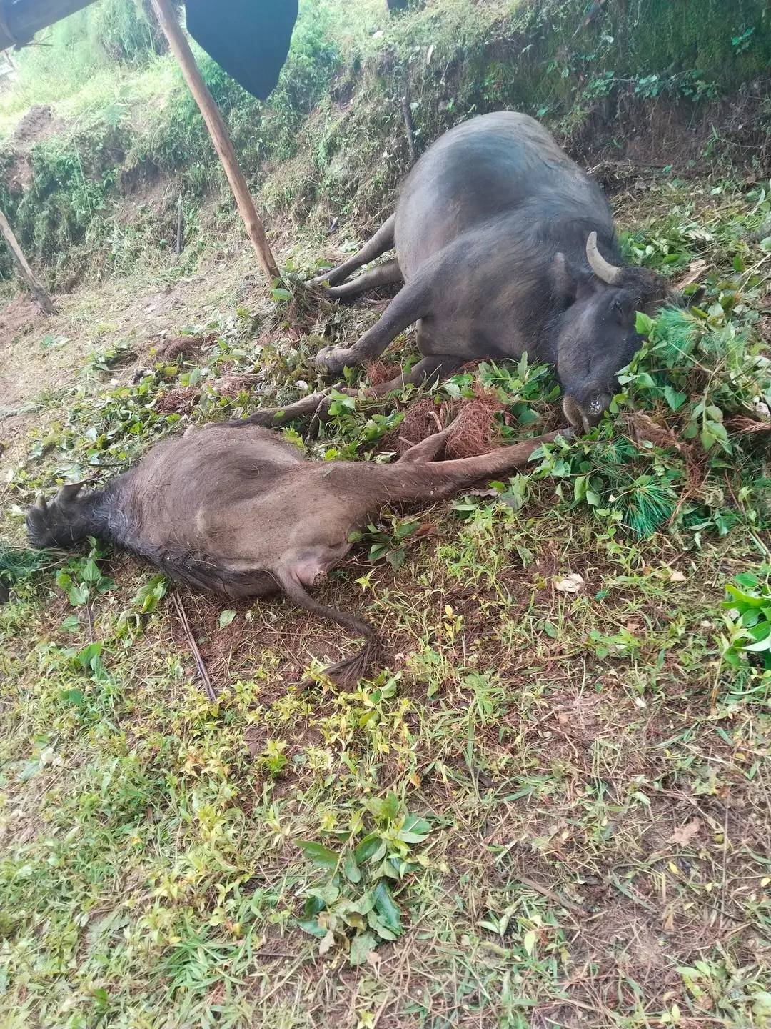 सोलुखुम्बुमा चट्याङ लागेर दुईवटा भैसी मरे