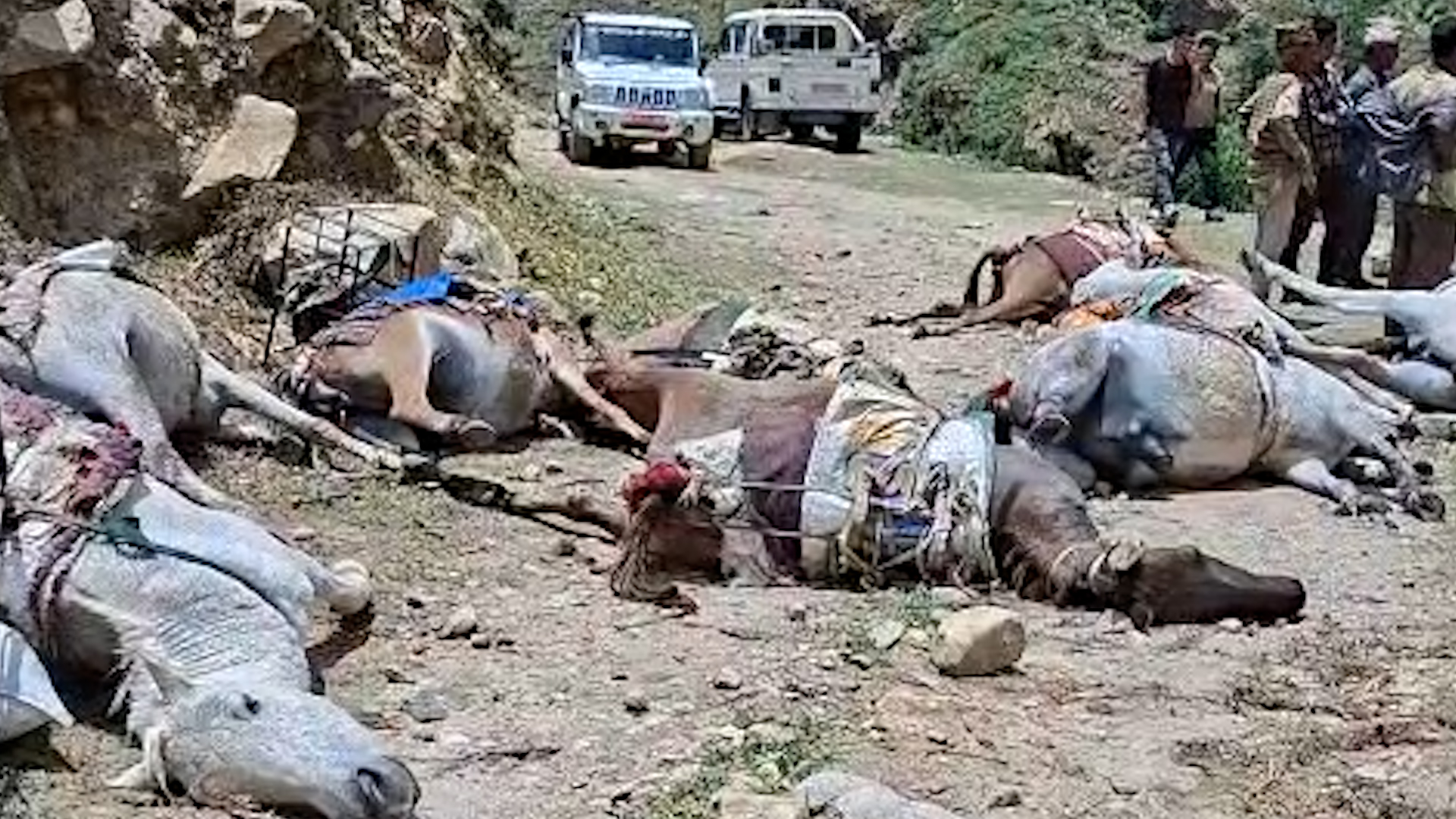 विद्युत प्राधिकरणको लापरवाही : करेन्टले १० खच्चड र भैंसी मरेपछि किसानको विजोग