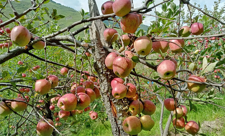 जुम्लामा काँचो स्याउ टिप्न प्रतिबन्ध, भदौ १५ पछि मात्र टिप्न आग्रह
