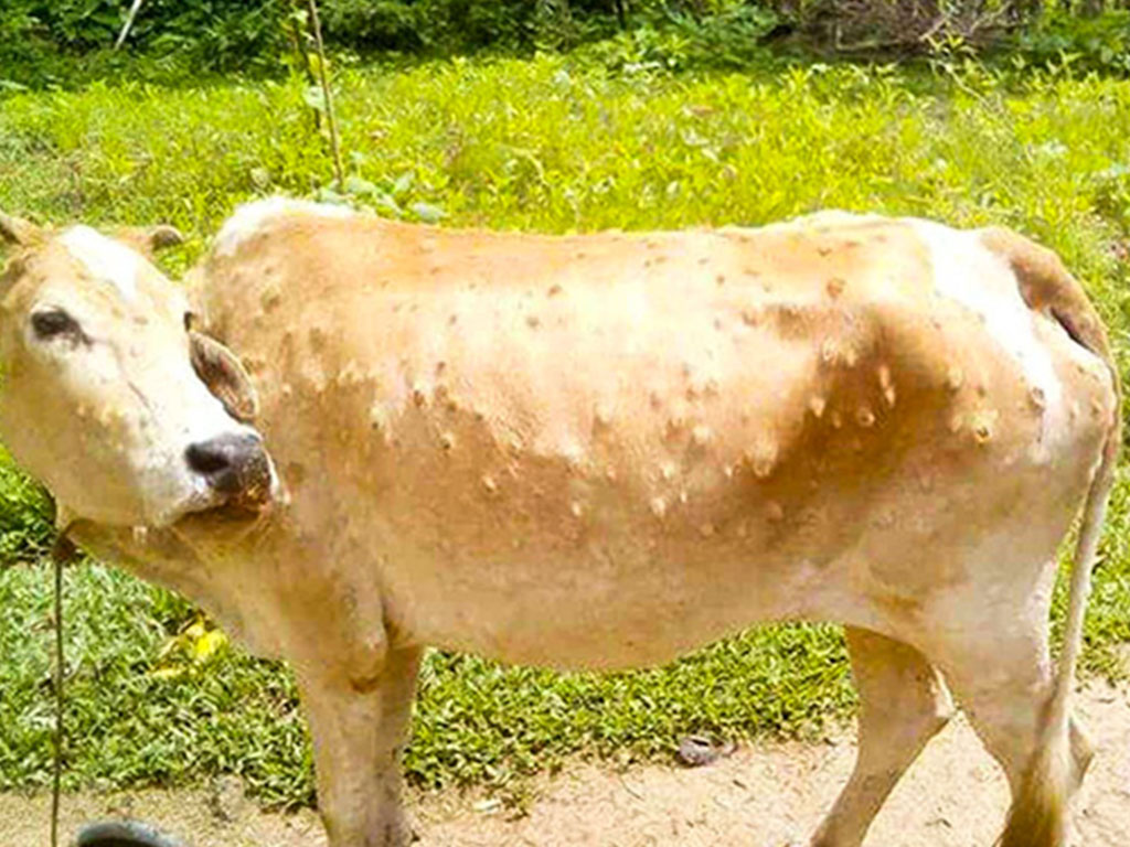 पश्चिम नवलपरासीमा ३४ पशुचौपायामा लम्पीस्किनको सङ्क्रमण 