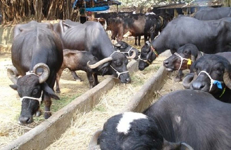 गाईभैंसीमा प्रजनन क्षमता घट्दै, बाँझोपन बढ्दो
