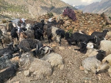 गुठिचौरको ठुलोहाँका पाटनमा चट्याङः २ सय भेडा मरेको अनुमान