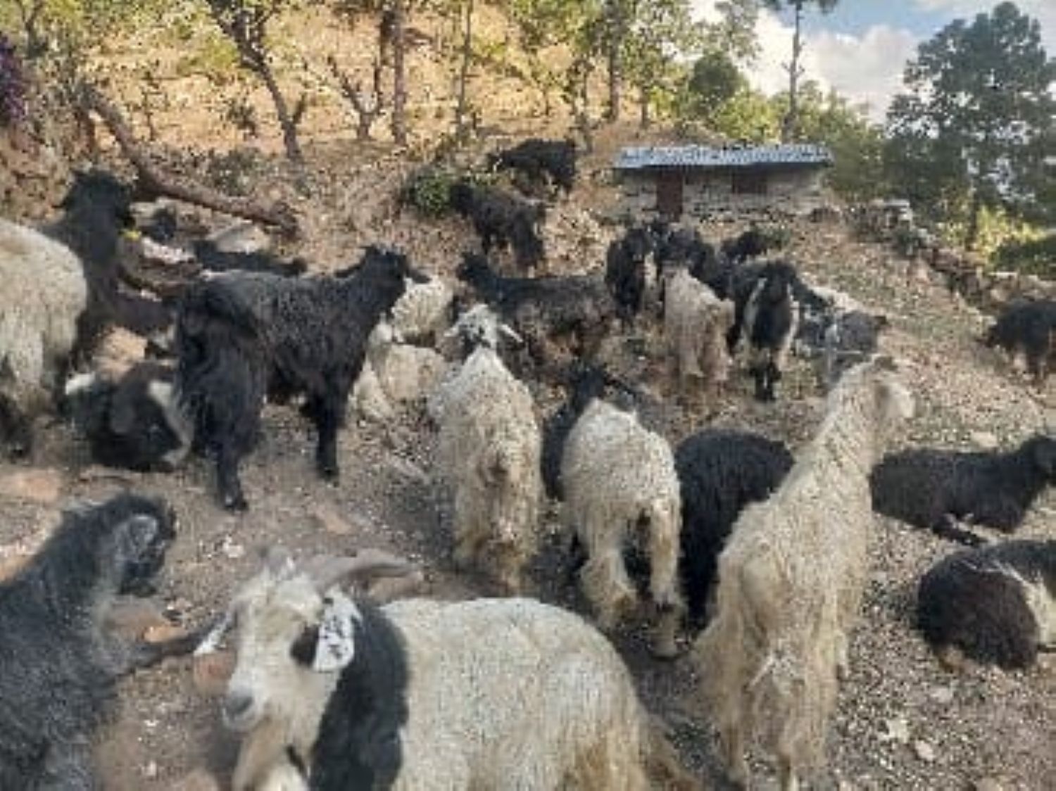 गुठिचौरको ठुलोहाँका पाटनमा चट्याङः २ सय भेडा मरेको अनुमान