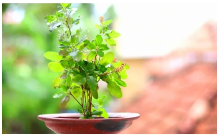 आज हरिशयनी एकादशीः तुलसीको बिरुवा सारिँदै