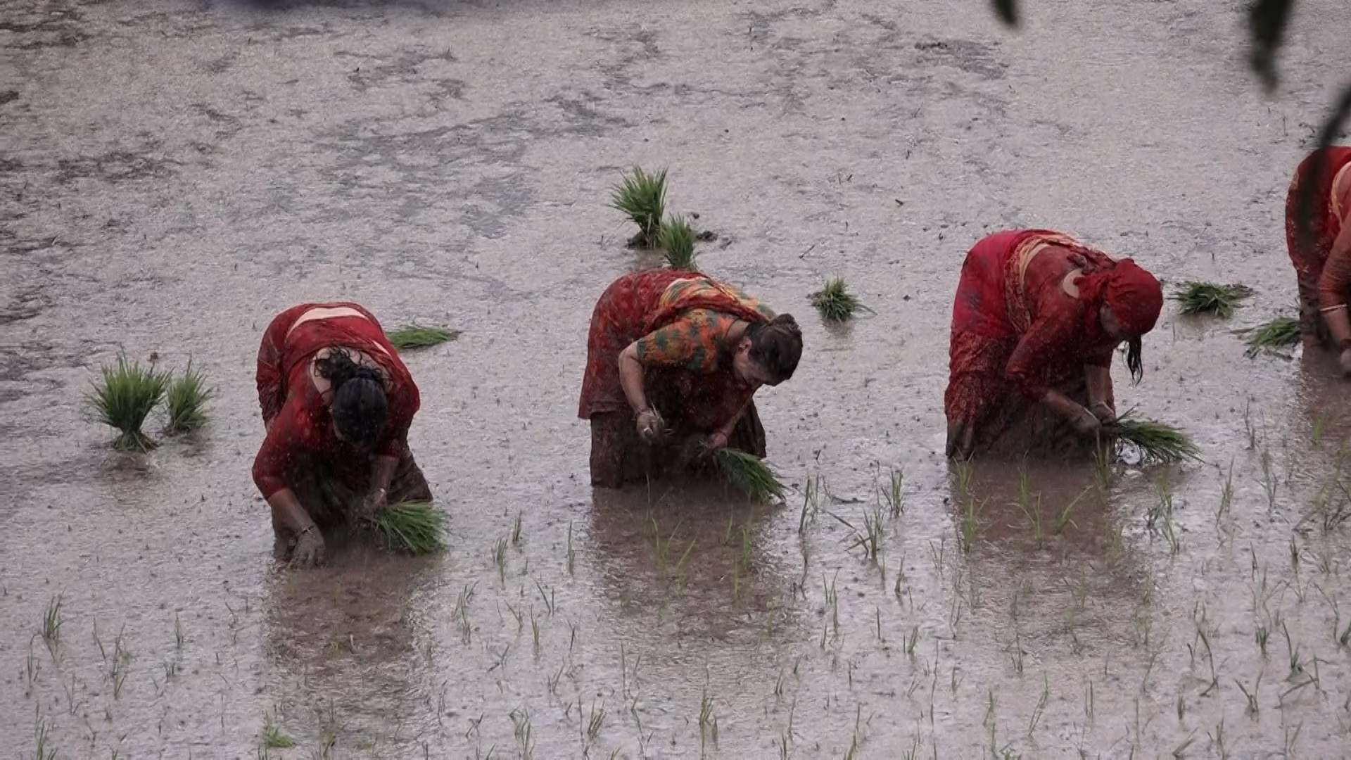 साढे २० प्रतिशत घट्यो मधेशमा धान रोपाइँ, खाद्य सुरक्षामा असरको चिन्ता