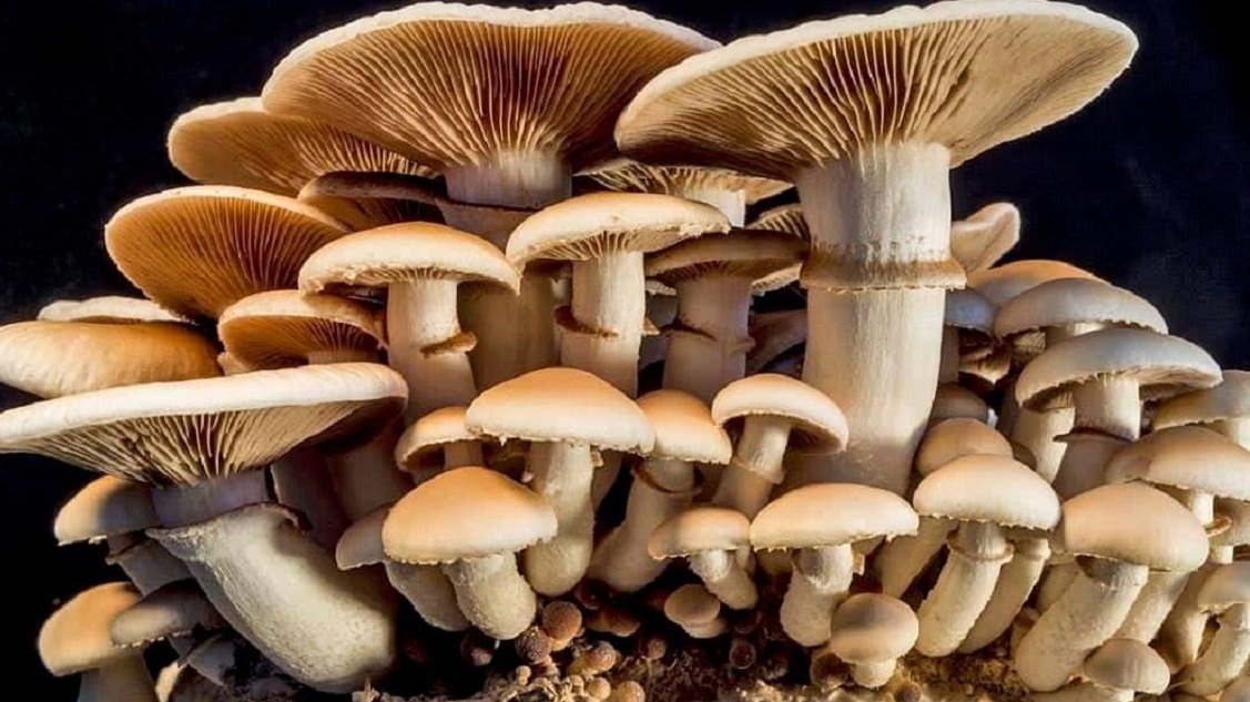 जंगली च्याउको तरकारी खाँदा ८ जना बिरामी, ३ जनाको अवस्था चिन्ताजनक