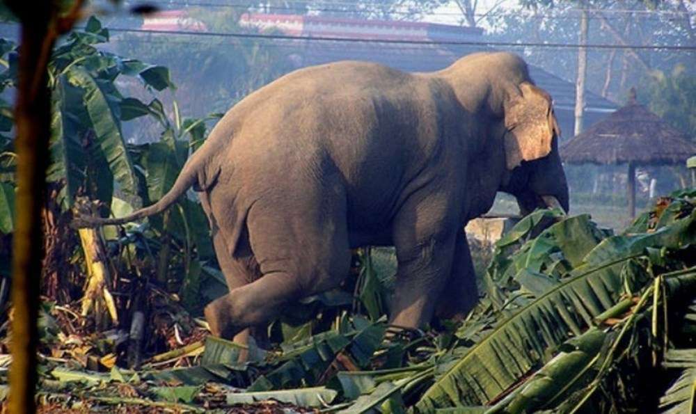 झापामा जंगली हात्तीको आक्रमण : चार घर र खेतबारीमा क्षति