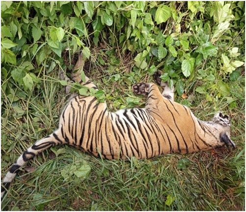 पर्साको ठोरीमा पाटे बाघ मृत अवस्थामा भेटियो