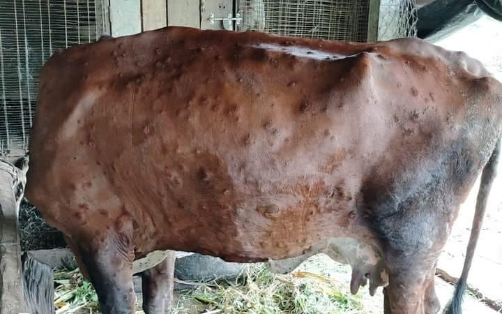 चितवनमा लम्पी स्किन रोगको प्रकोप  तीव्र , ३० गाईगोरुको मृत्यु