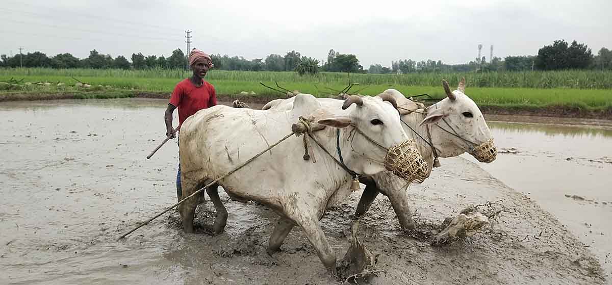 सुनसरीमा वर्षा पछि किसानमा खुसी, धान रोपाइँमा तीव्रता 