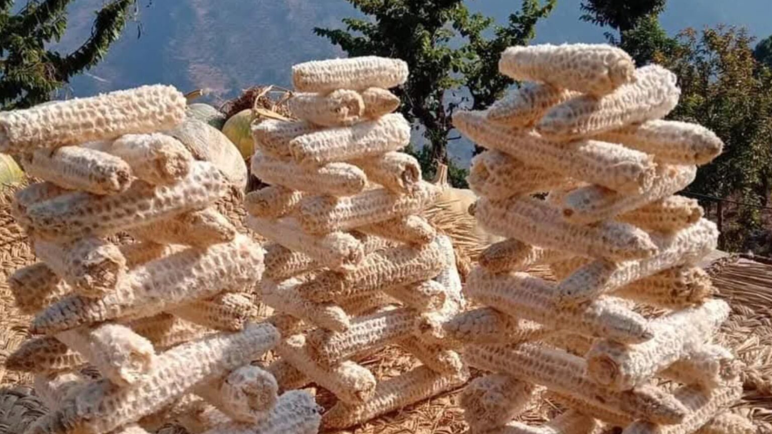गल्छी गाउँपालिकाले मकैको खोया खरिद गर्ने, स्थानीयको मूल्यप्रति असन्तुष्टि