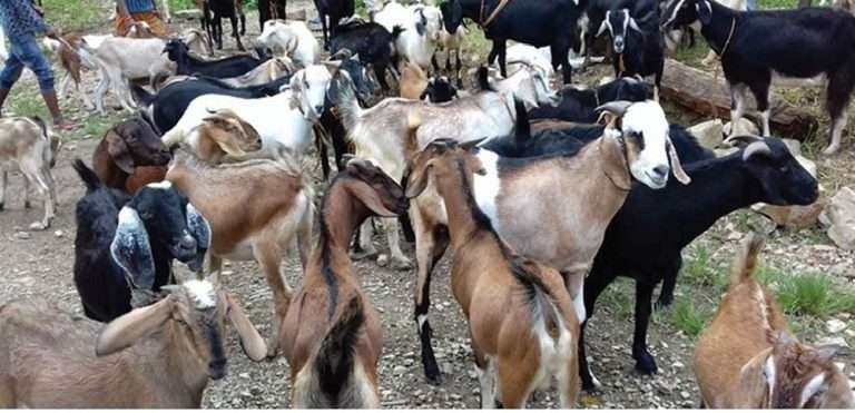 हेटौंडामा खसी–बोकाको कारोबार सुस्त, मूल्य भने उकालो