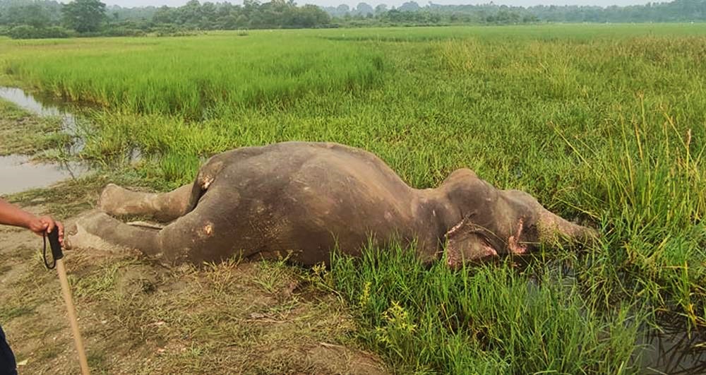 जङ्गली हात्ती मृत फेला पर्यो