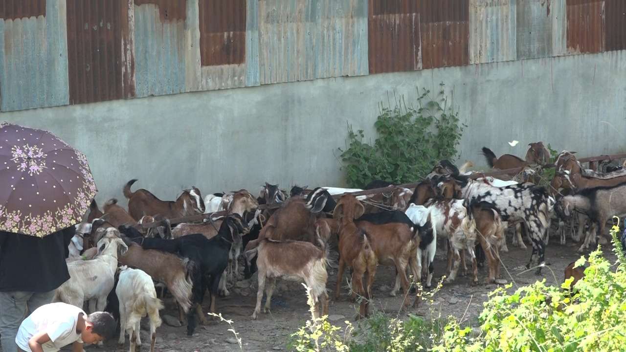 हेटौंडाको खसी बजारमा चहलपहल, व्यापार उकालो