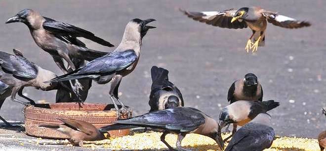 नारायणहिटी दरबार सङ्ग्रहालय अगाडि दुलालको काग सम्मेलन