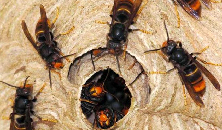अरिङ्गालको टोकाइबाट एक महिलाको मृत्यु