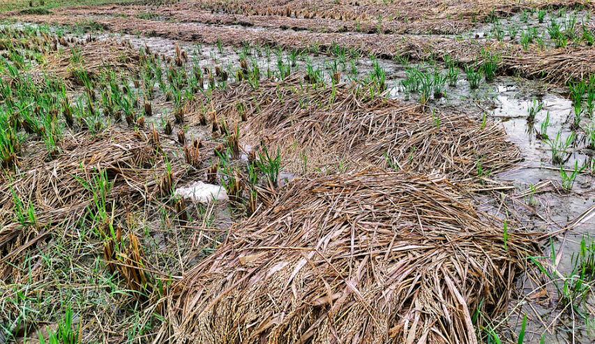 बेमौसमी वर्षाले सर्लाहीको धान बालीमा क्षति बेमौसमी वर्षाले सर्लाहीको धान बालीमा क्षति