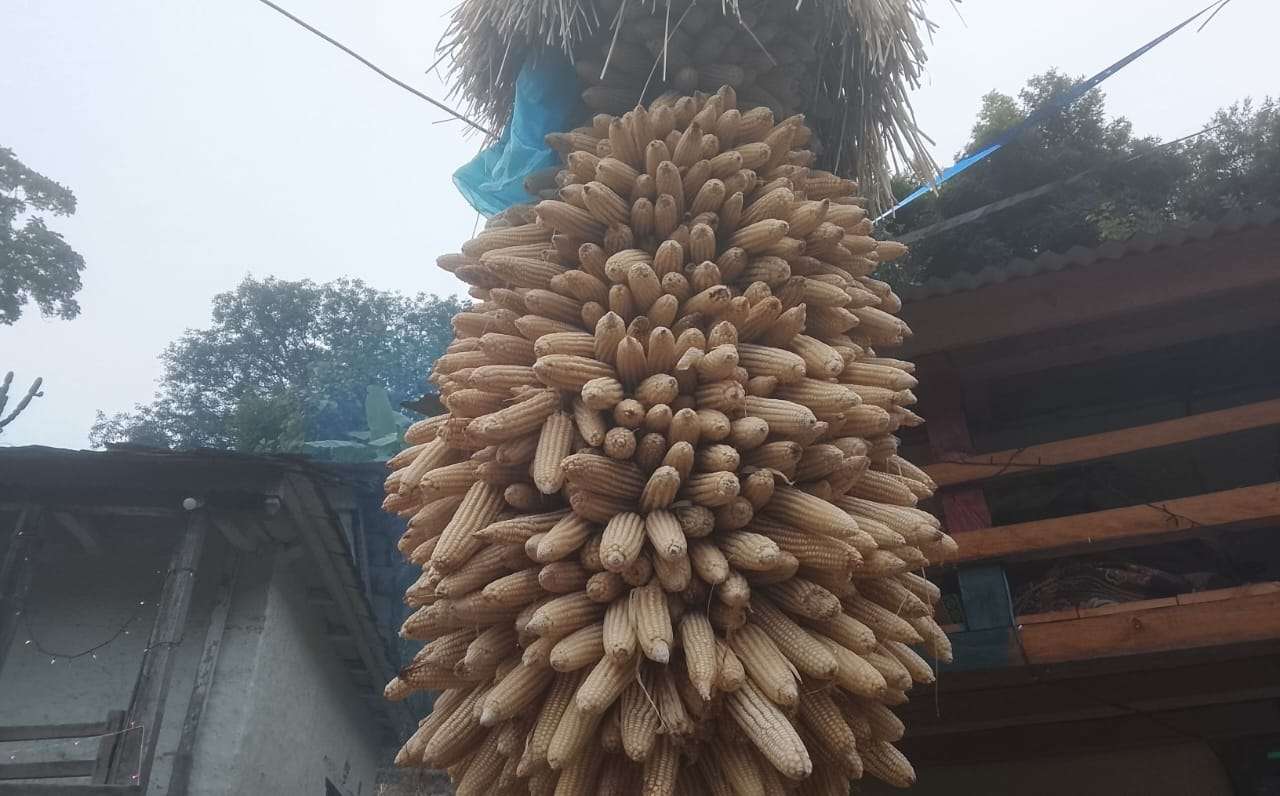 अर्गानिक मकैको माग बढ्दो, खेती भने जोगाउनै मुस्किल अर्गानिक मकैको माग बढ्दो, खेती भने जोगाउनै मुस्किल