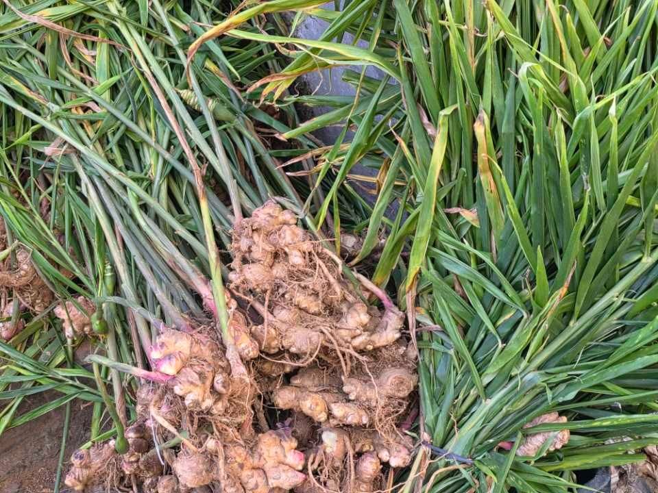 छठ पर्वमा हेटौंडाका किसानलाई अदुवा विक्रीबाट आम्दानी छठ पर्वमा हेटौंडाका किसानलाई अदुवा विक्रीबाट आम्दानी