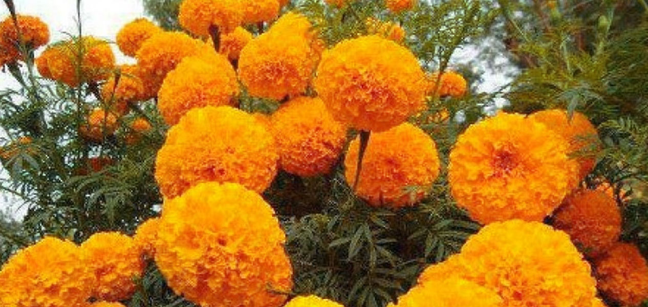 चितवनमा सयपत्री फूलको व्यवसायिक उत्पादन