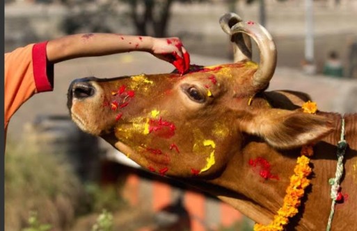 तिहारको पाचौ दिन, आज गाई पूजा