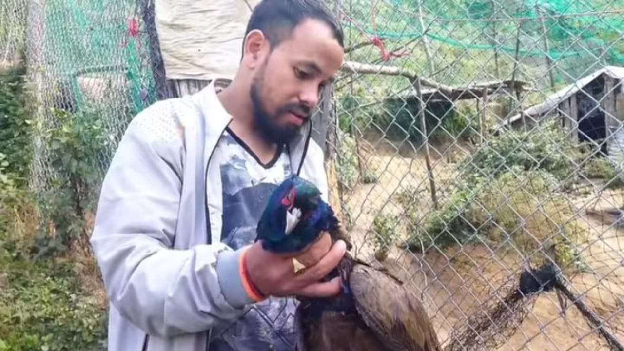 बाजुराको गौमुलमा बाघको बिगबिगीः फर्म भित्रका ४४ कालिज सखाप बाजुराको गौमुलमा बाघको बिगबिगीः फर्म भित्रका ४४ कालिज सखाप