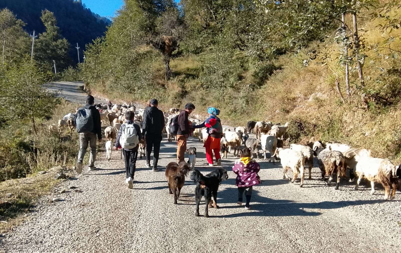 हिमपात र चिसो छल्न बेँसीतिर झर्दै भेडीगोठ हिमपात र चिसो छल्न बेँसीतिर झर्दै भेडीगोठ
