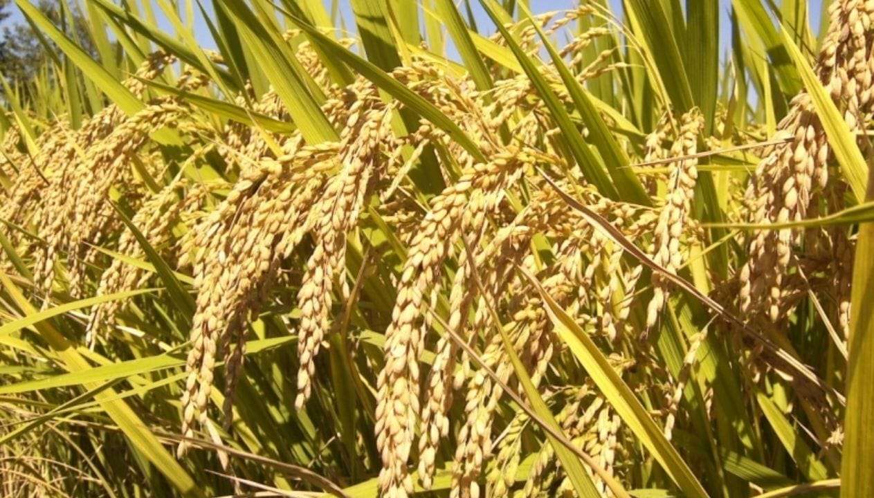 बाजुरामा १८ हजार २ सय ५८ मेट्रिक टन धान उत्पादन बाजुरामा १८ हजार २ सय ५८ मेट्रिक टन धान उत्पादन