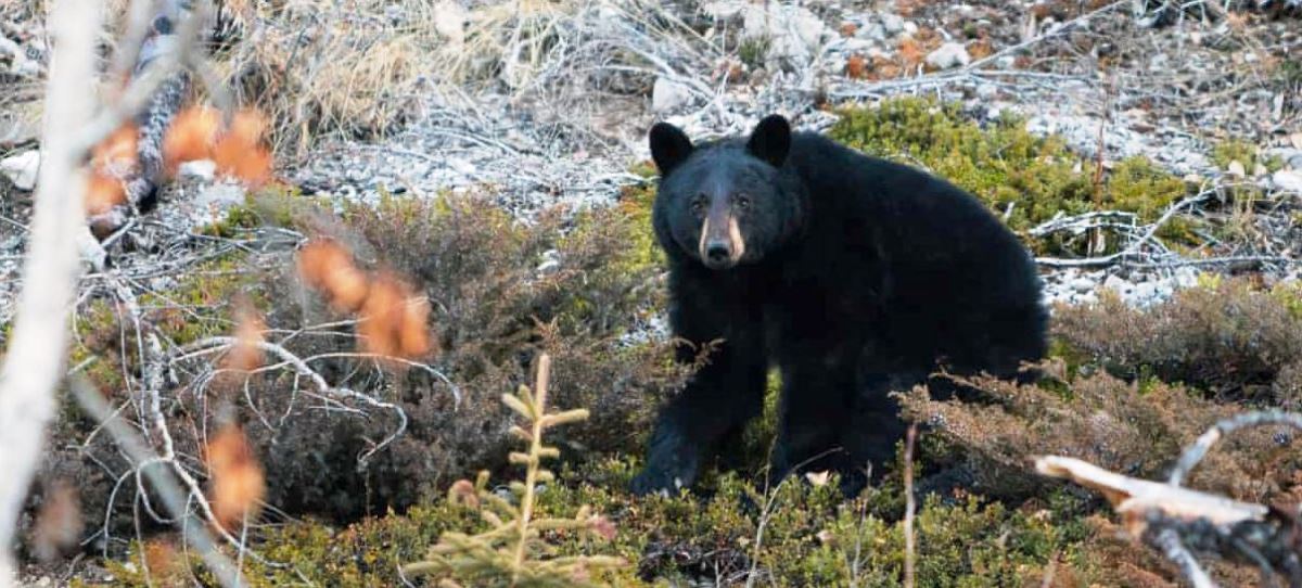हुम्लामा भालुको आक्रमणबाट तीन जना घाइते