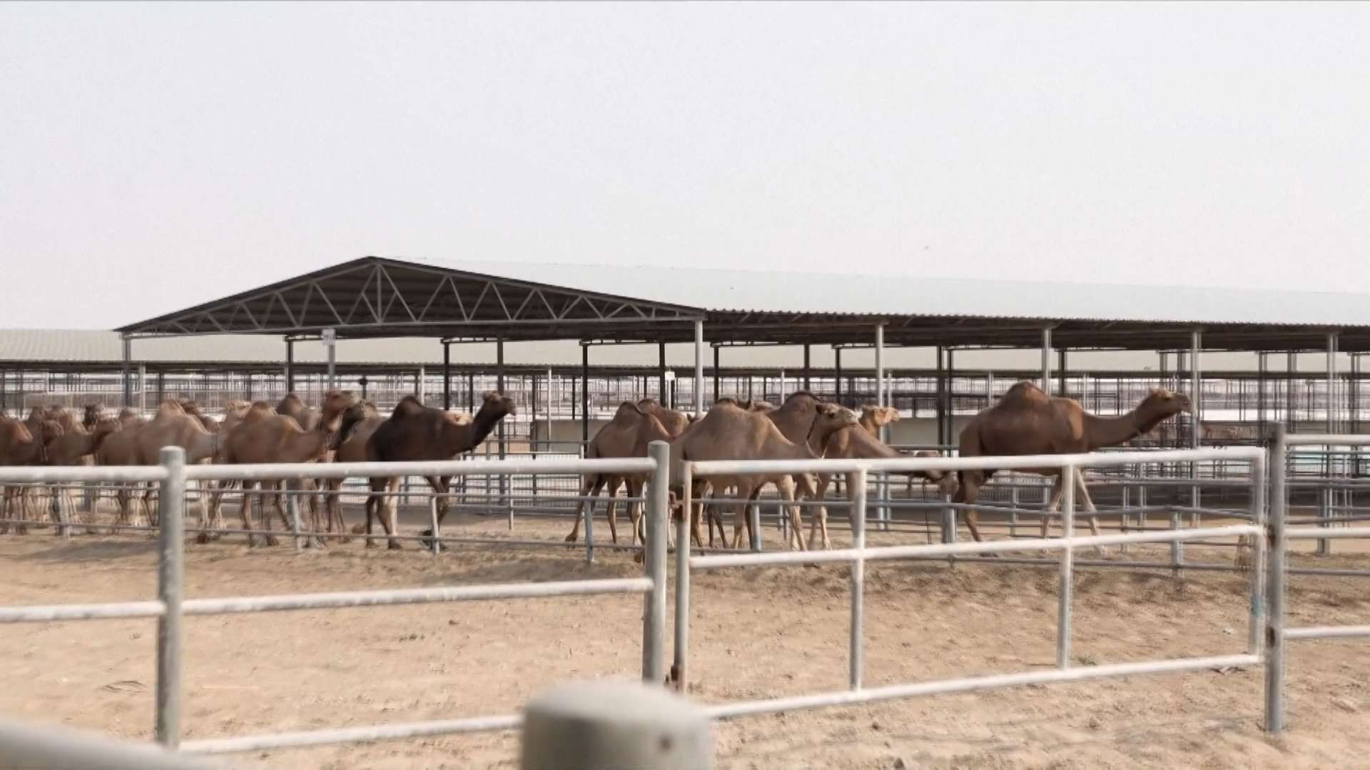 चिनियाँ बजारमा युएईका उत्पादनः ऊँटको दूध रोजाइमा चिनियाँ बजारमा युएईका उत्पादनः ऊँटको दूध रोजाइमा