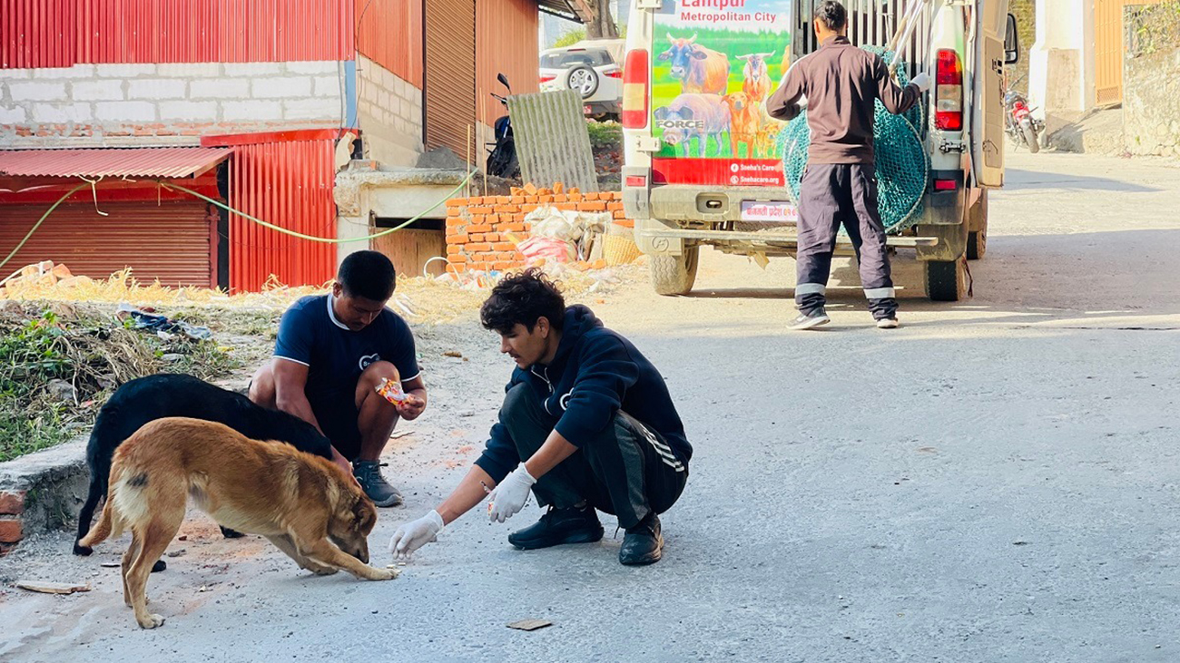 काठमाडौं महानगरभित्रका २ हजार ८३ सामुदायिक कुकुरको बन्ध्याकरण