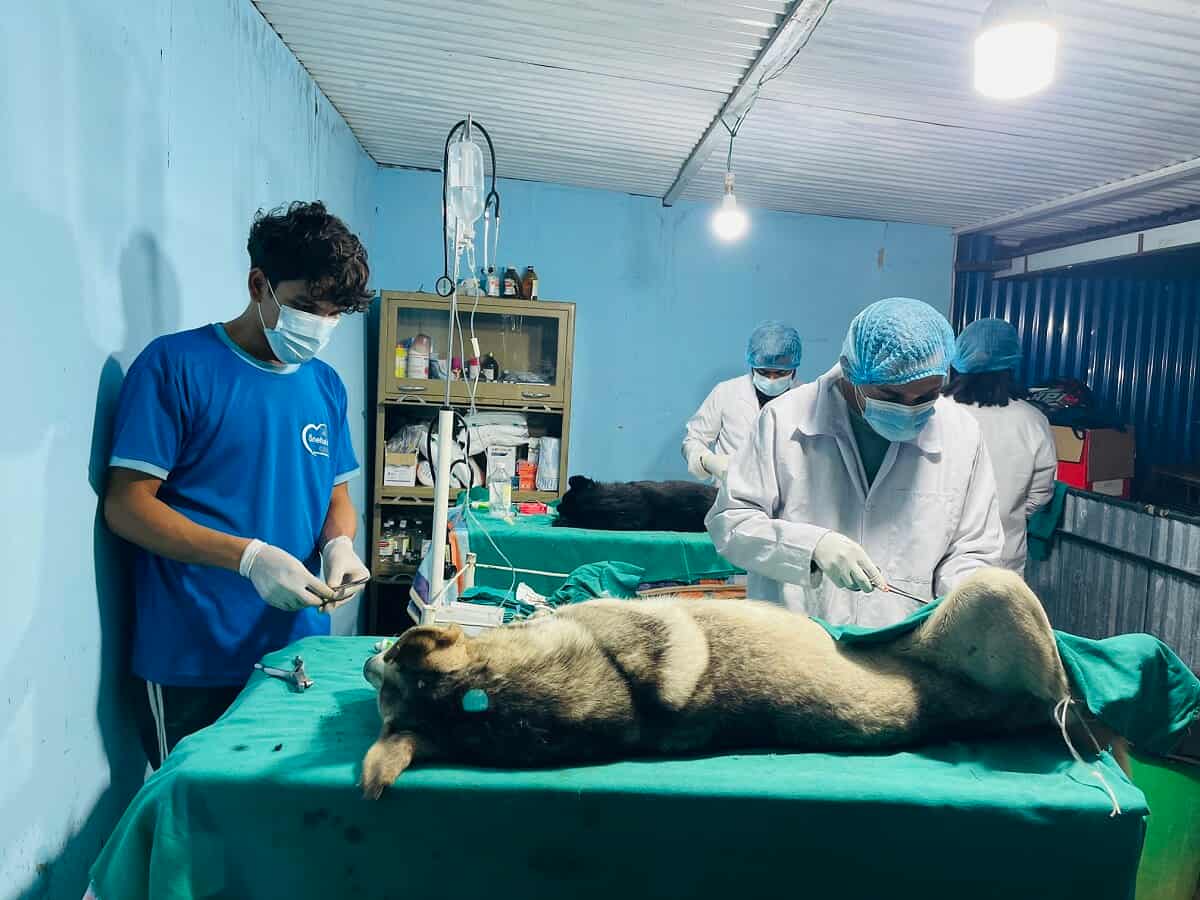 १४ दिनमा १ हजार १२० वटा सामुदायिक कुकुरको बन्ध्याकरण 