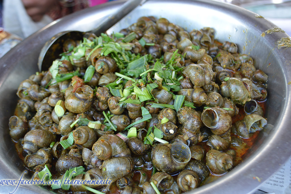 पाइन छाडे घोंगी, गङ्गटा र सुतही जस्ता जलचर पाइन छाडे घोंगी, गङ्गटा र सुतही जस्ता जलचर