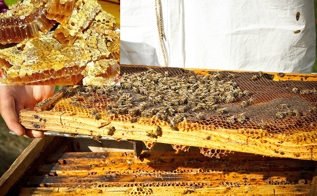 मौरीपालनबाट वार्षिक १५ लाख आम्दानी मौरीपालनबाट वार्षिक १५ लाख आम्दानी