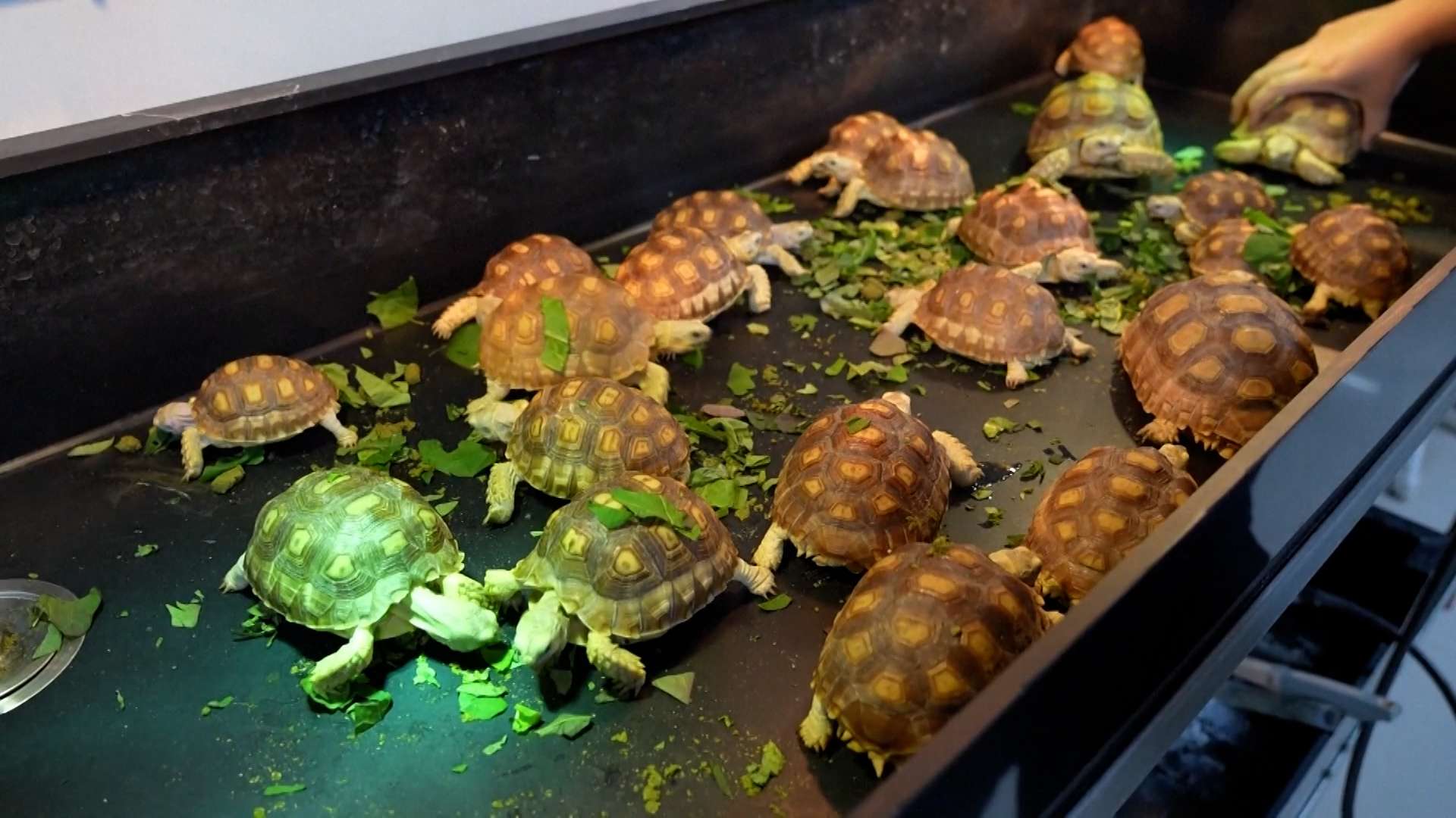 चीनमा छेपारोदेखि कछुवा र रंगीन सुगा पाल्नेहरुको संख्या बढ्यो चीनमा छेपारोदेखि कछुवा र रंगीन सुगा पाल्नेहरुको संख्या बढ्यो