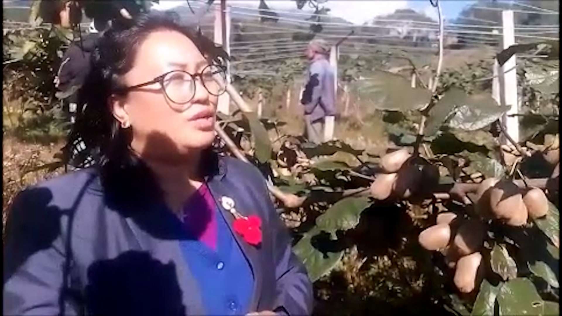 एक सय रोपनी जग्गामा किवी फार्म 